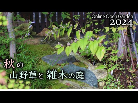 常緑のコトネ アスターの低木が庭を飾る秋