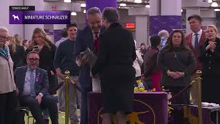 Miniature Schnauzers | Breed Judging 2026