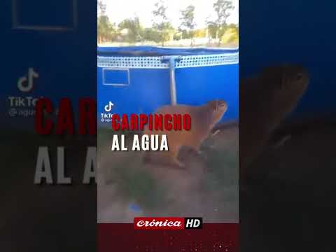 ¡Al agua, carpincho!