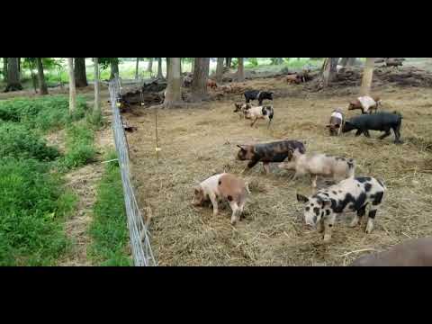 Quick Pig Fence Tutorial Our Bulletproof Training Protocol