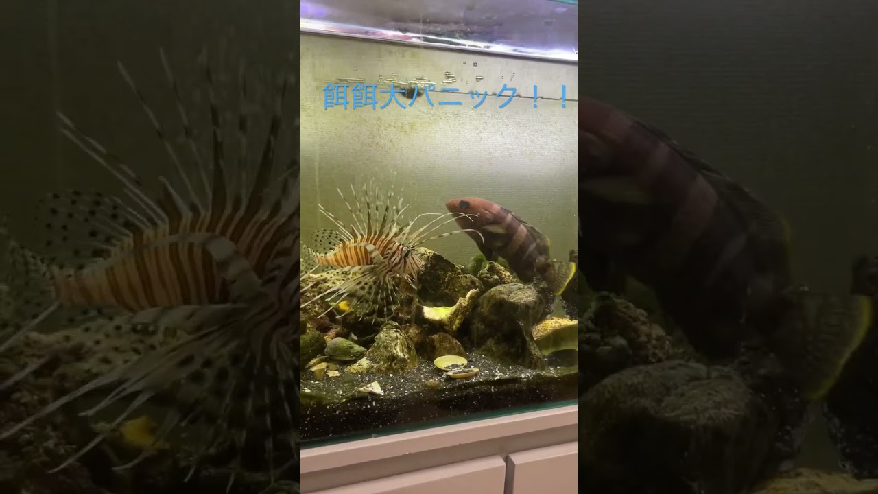 活きエサに大興奮な飼育魚達！#アクアリウム #海水魚飼育 #ミノカサゴ
