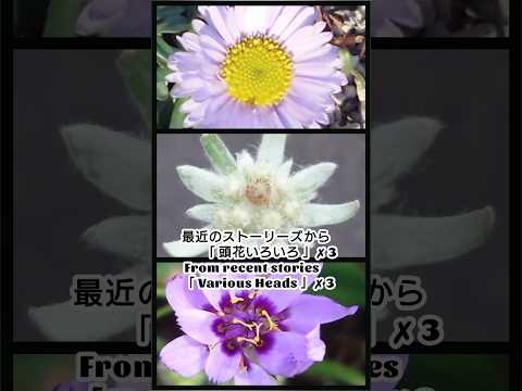 園芸 エーデルワイス