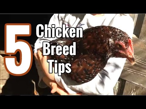 , title : '5 TIPS on choosing the BEST Chicken Breed You! Heritage Breed Chickens'