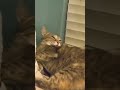 Grey Tabby Cat Bathing Time Shorts