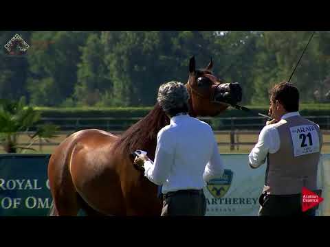 N.21 NEMESI REGALIS - Chantilly 2018 AHO World Cup - 2 Years Old Fillies (Class 2B)
