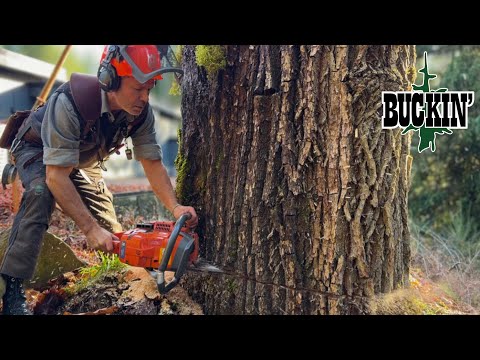 MASSIVE Maple Tree Reveals the PROBLEM!