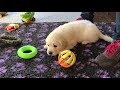 Are you confused about whether choosing the English Cream Golden Retrievers over the ...