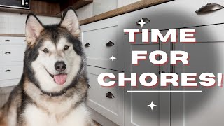 Teach Your Dog to Close A Cabinet