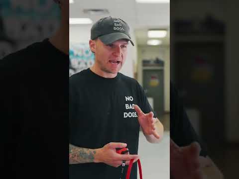The Safest E-Collar Conditioning Level