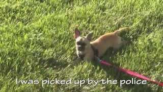 Spay It Forward: Stray Because No Spay (with English Subtitles)