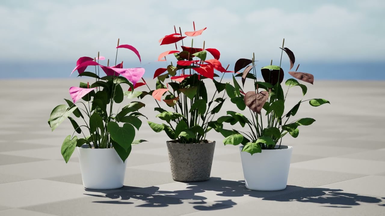 Anthurium plants collection 3D Model