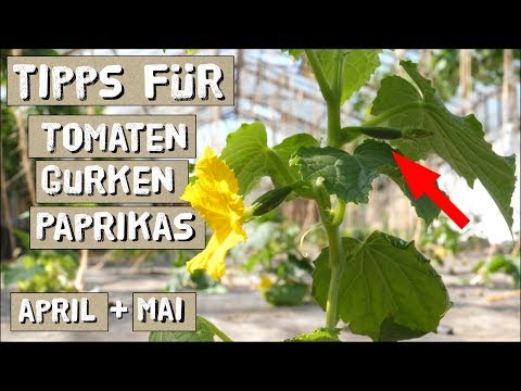 , title : 'Tipps zu Tomaten, Gurken, Paprikas für April und Mai'