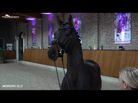 Moreno OLD *2017 von Morricone I x San Amour I | Sosath Hengstschau 2023