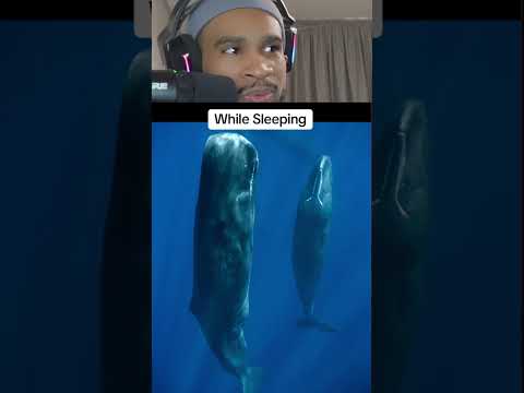 How Animals Sleep 🤯