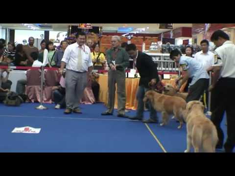 7th International Dog Show 1Borneo Sabah Part 1/4