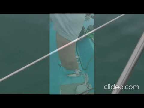 Epic Sailing trip to Oxwich! August 2020 Dream Maiden - fishing mackerel, scad, Gurnard and dog fish