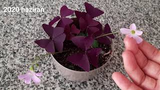 OXALIS | Uyku çiçeği, süs yoncası nasıl çoğaltılır. Uyku  çiçeği bakım