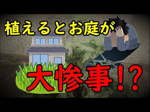 園芸 木のミント