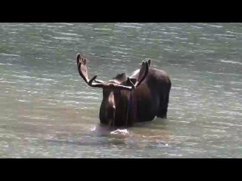 Bull Moose feeding in Glacier National Park backcountry