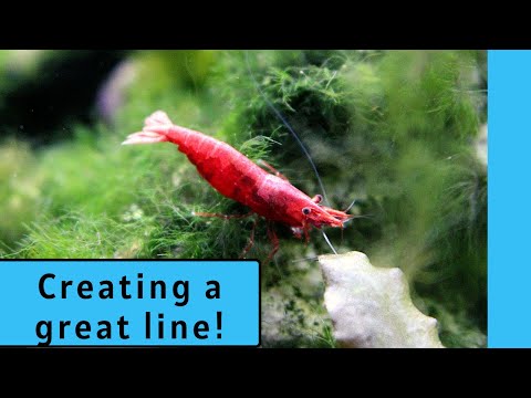 HOW TO SELECTIVELY BREED SHRIMP | How to create a great Neocaridina shrimp line