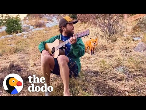 Wild Fox Comes To Hear This Guy Play Banjo Every Day | The Dodo Wild Hearts