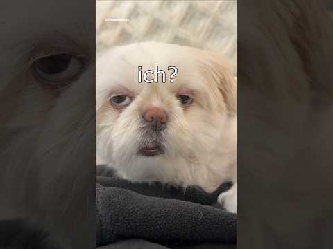 Die Dawgs machen Bubu #lustig #witzig #funny #tiere #animals #meme #lachen #happy #2homiedawgs