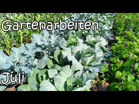 Gartenarbeiten Juli - jetzt noch aussäen