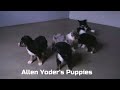 Australian Shepherd dogs for sale: Crystal - Video 1