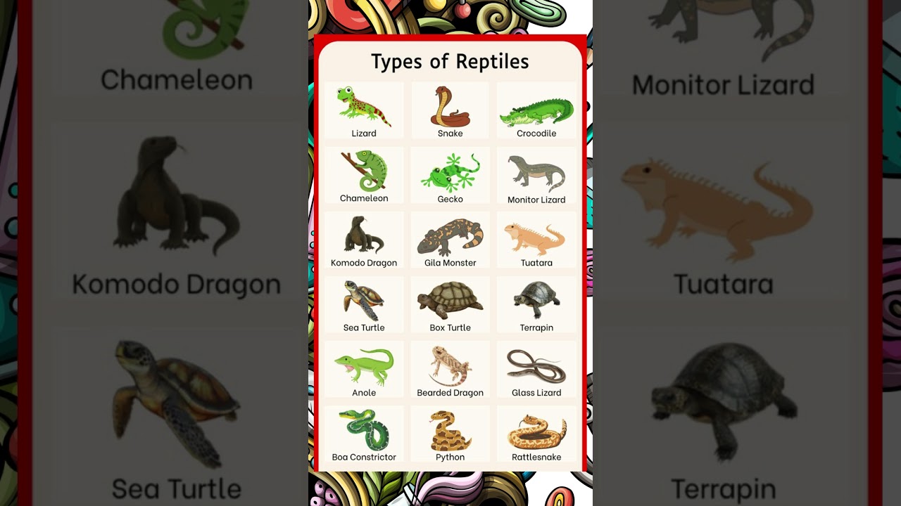 Types of Reptiles Vocabulary | Learn Reptile Names in English with Pictures 🐍🦎🐢