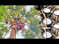 Juice Of Toddy Palm Palmyra Palm Juice Natural Wine Collection From Tree