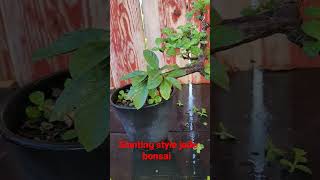 Download lagu mini jade bonsai slanting style mp3 Download lagu mini jade bonsai slanting style mp3