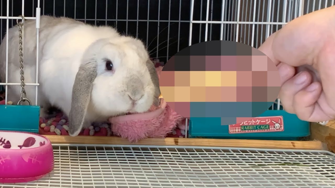 うさぎのおやつに！◯◯◯を手作りで作ってみた！