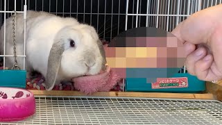 うさぎのおやつに！◯◯◯を手作りで作ってみた！