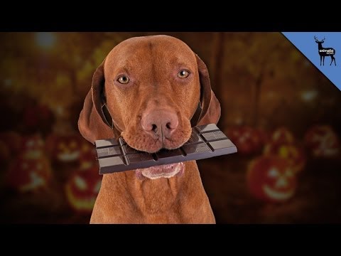 how much chocolate can kill a dog how much chocolate can kill a dog