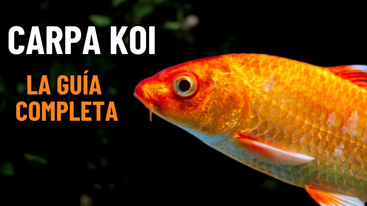 Cuidados de la CARPA KOI - Guía Completa [PASO A PASO]