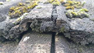 ROOF DAMAGE FROM MOSS! Why is Moss control important on roof tiles?