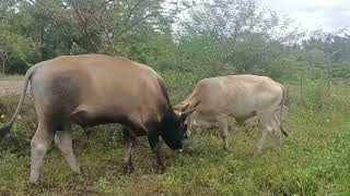 Download lagu sapi berkelahi mp3 Download lagu sapi berkelahi mp3