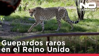 Dos raros guepardos africanos hermanos llegan a Chester Zoo, en el Reino Unido