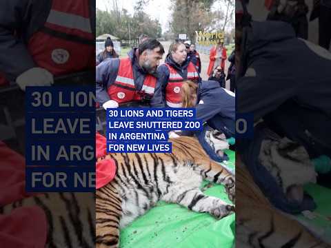 30 lions and tigers leave shuttered zoo in Argentina for new lives #worldnow