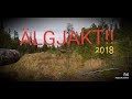 Älgjakt 2018 moose hunt