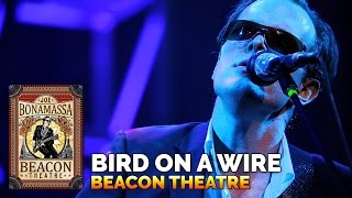 Joe Bonamassa Bird On A Wire Music