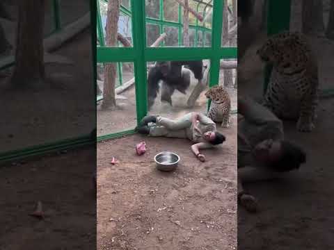 Leopard Attacks Zoo Guardian — Gorilla Smashes Through Glass to Save Her 😱🦍