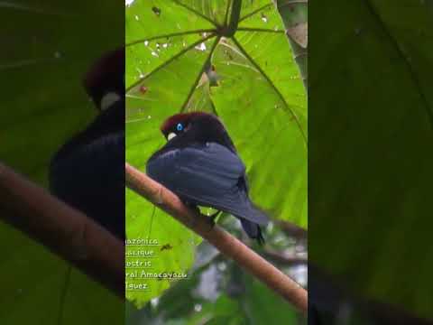 observación de aves en Puerto nariño Amazonas Colombia #puertonarino #travel #wildlife #birdwatching