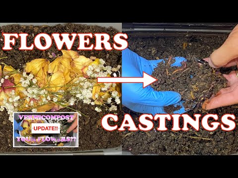 Dozen Roses in a Tiny Worm Bin 9 Days Later + Mite Time Lapse | Vermicompost Worm Farm