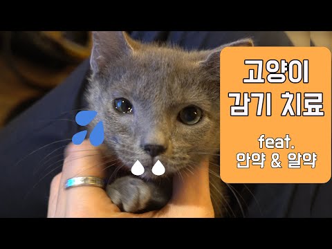 아이콘