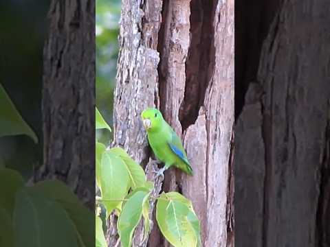 #Tuim #papacu no seu #ninho #natureza #shorts