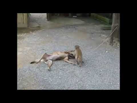 Alejandro de Cambil   Perro pendejo juguemos