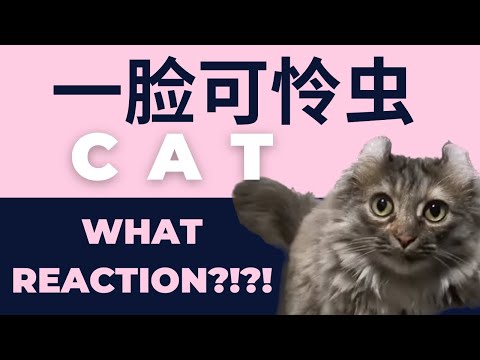 Cat listen to commands | 猫猫听指令