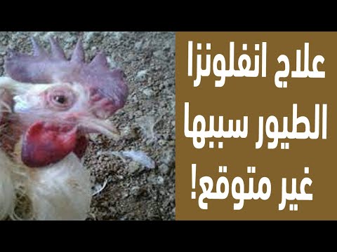 , title : 'علاج انفلونزا الطيور عند الدجاج سبب غير متوقع لانفلونزا الطيور عرفنا ليه نسبة النفوق بتزيد والحل'
