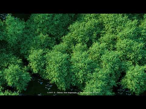 [𝙋𝙡𝙖𝙮𝙡𝙞𝙨𝙩] The Classic Loved by the Norwegian Wood | Classic